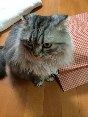ルナ152.jpg