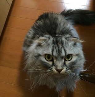 ルナ95.jpg